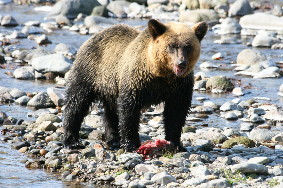 知床のヒグマ遭遇率はなぜ高い？2026年最新生息数と危険回避ルール