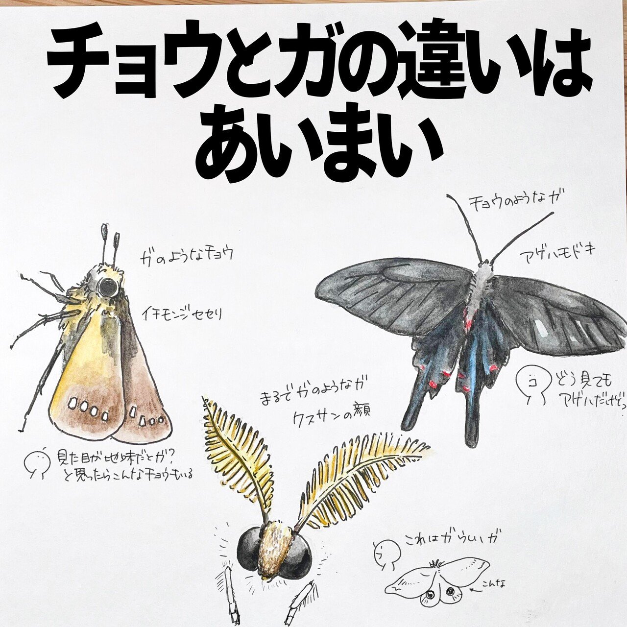 蛾と蝶の違いとは？生物学が暴く驚きの真相と決定的な見分け方