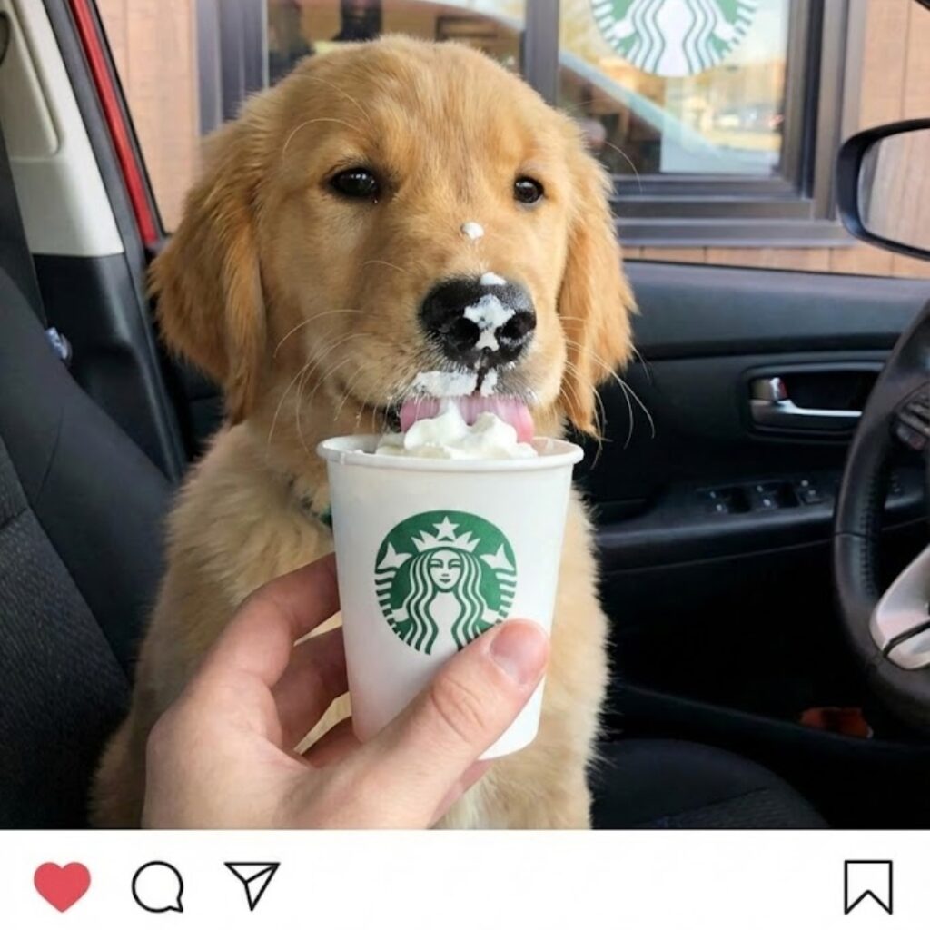 スタバに犬用メニューはある？パプチーノの真相と愛犬同伴の注意点