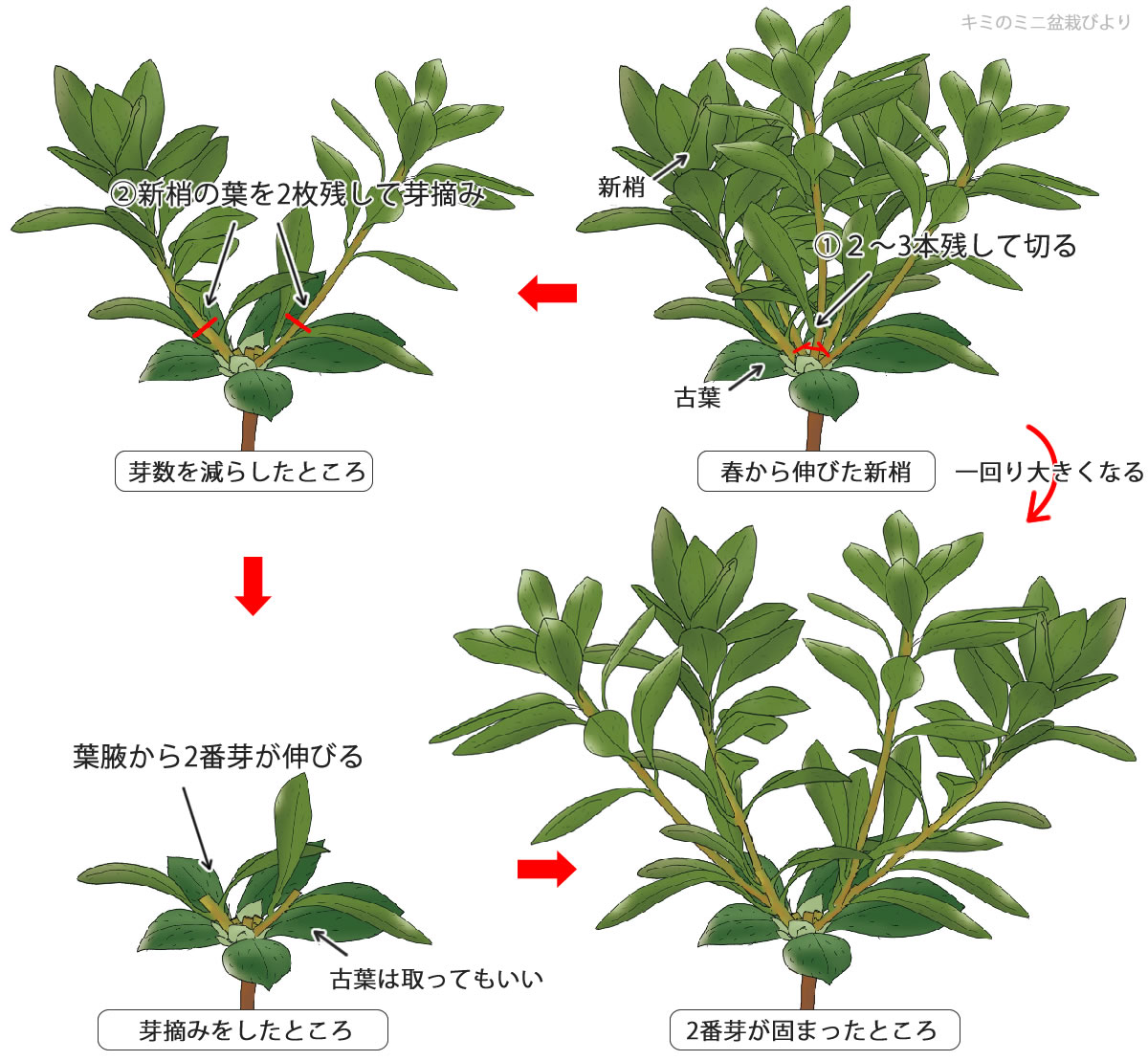 ツツジの剪定時期は花後すぐが鉄則！来年咲かない失敗を防ぐプロの技