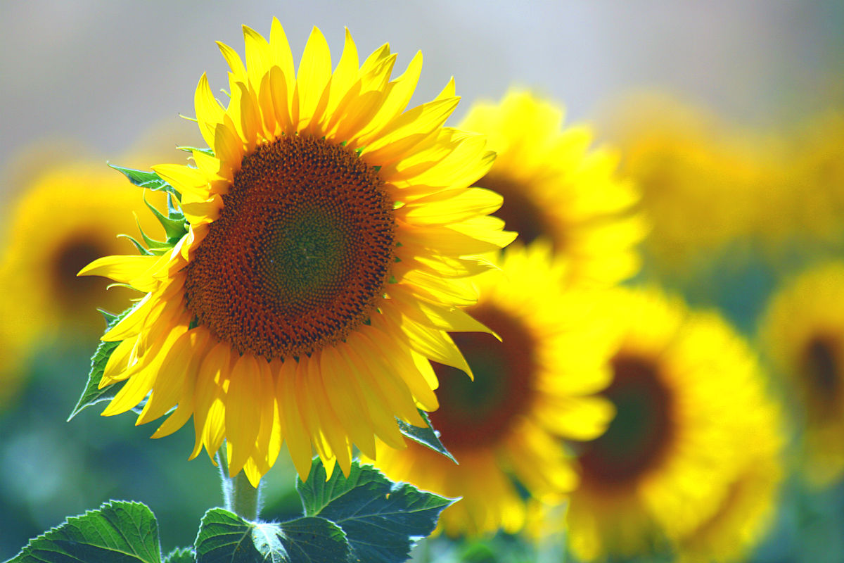 7月の誕生花と花言葉の真相｜怖い意味の理由と日別一覧を徹底解説