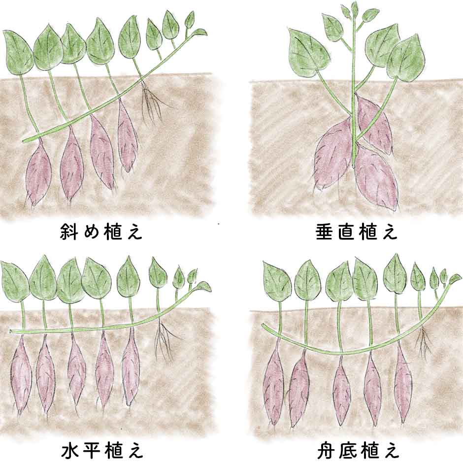 さつまいもの育て方2026｜芋が大きくならない原因と豊作の極意