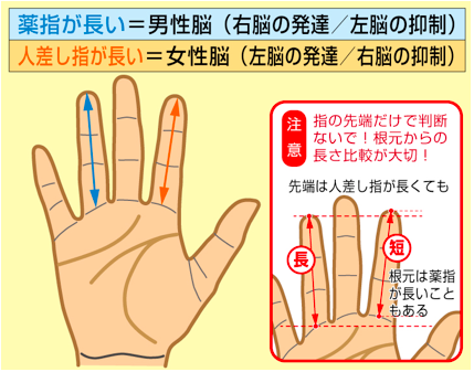 【経歴】 薬指 長い 男 割合 気になる噂と真相 #859