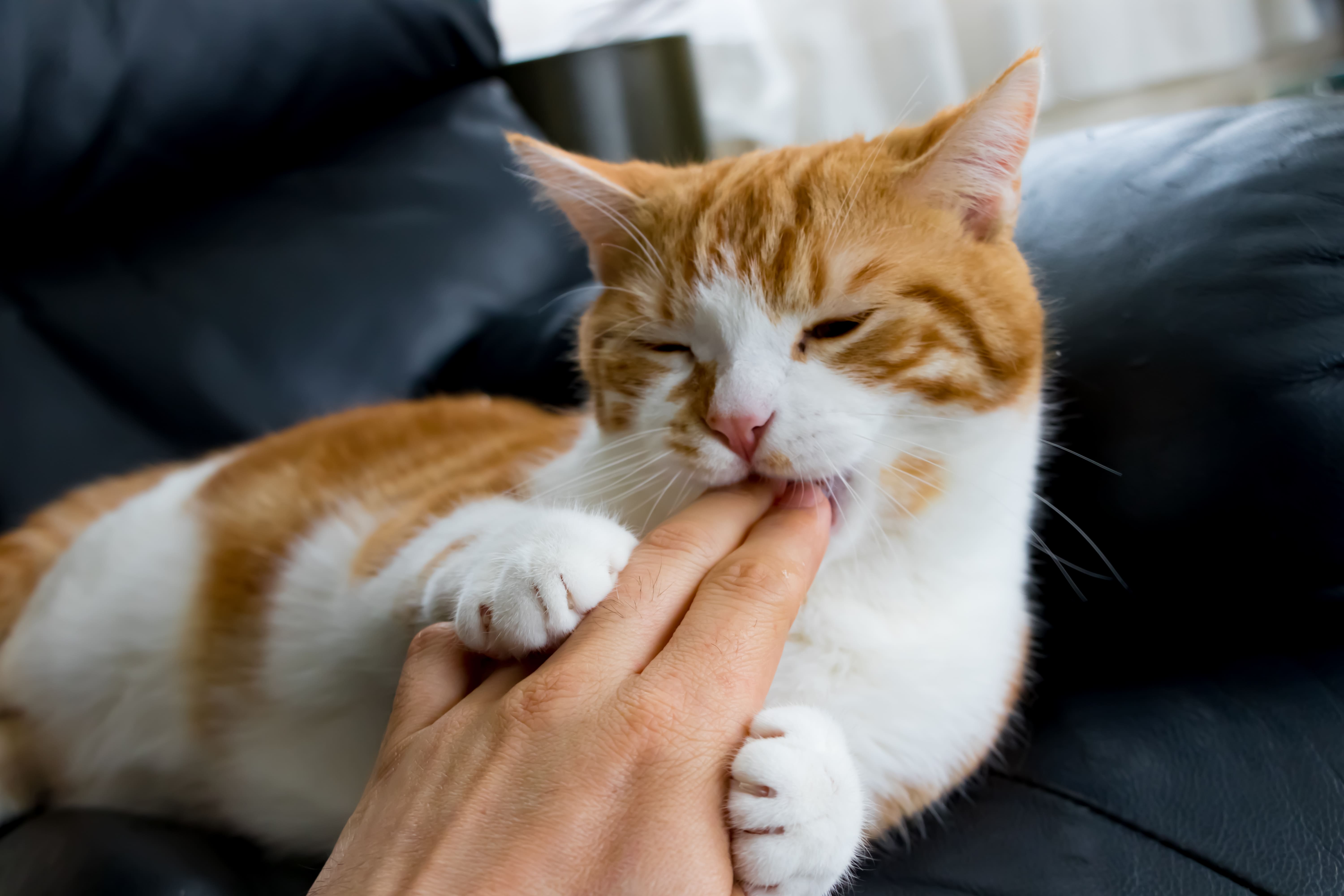 愛猫が急に噛む心理とは？甘噛みの理由と絶対Ngなしつけ【2026最新】